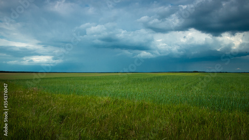 green field and cloudy sky