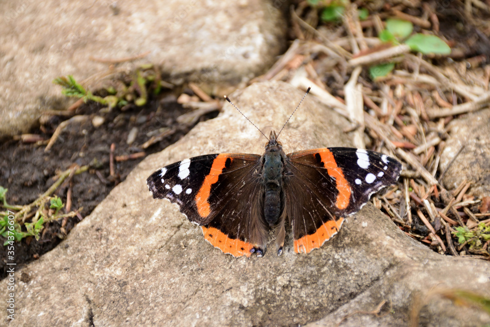 Schmetterling Admiral Schmetterling Admiral