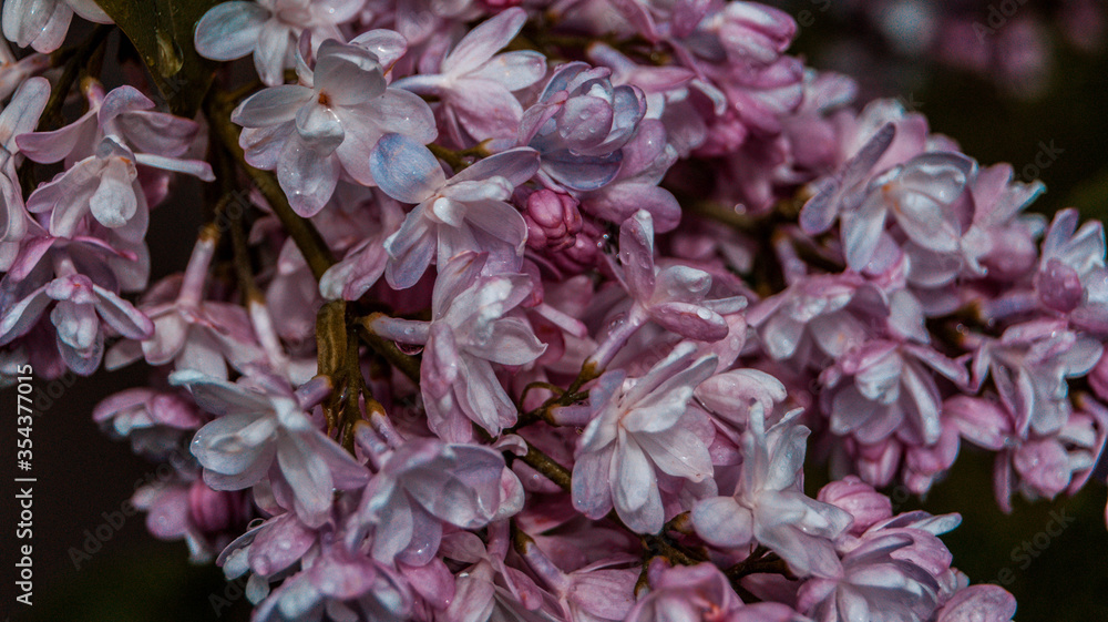 close up of blossom lilac  flowers