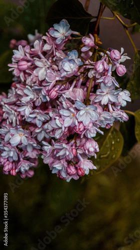 close up of blossom lilac  flowers