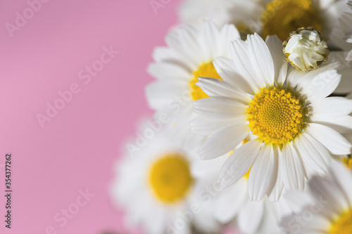 Bouquet of camomile flowers on wooden table. Top view.