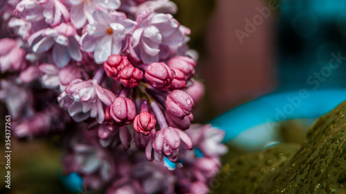close up of blossom lilac  flowers