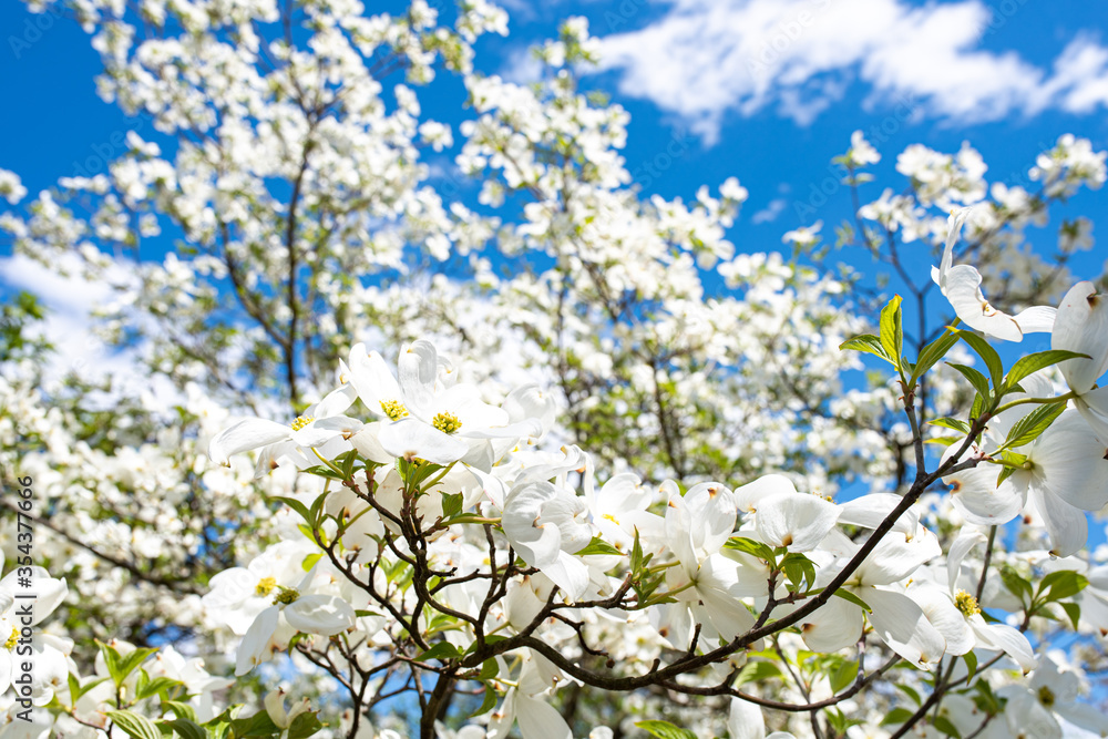 Dogwood flowers in bloom Dogwood flowers in bloom