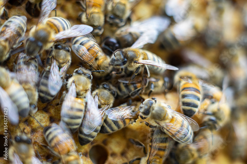 honey bees macro on honeycomb