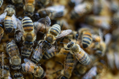 honey bees macro on honeycomb