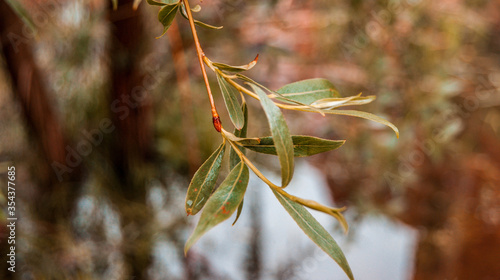 green leaves close up