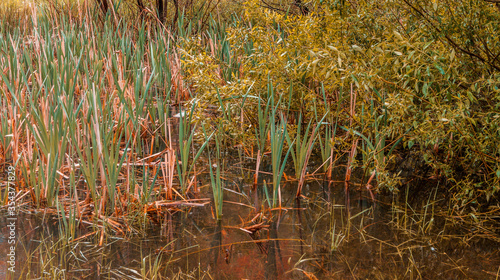 grass in the forest