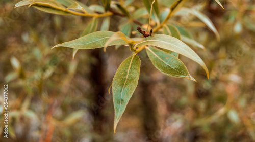 green leaves on a tree