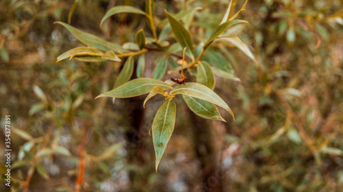 green leaves in the forest