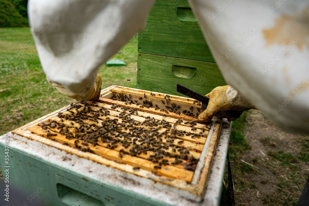 beekeeper at work with honeycomb beekeeper at work with honeycomb