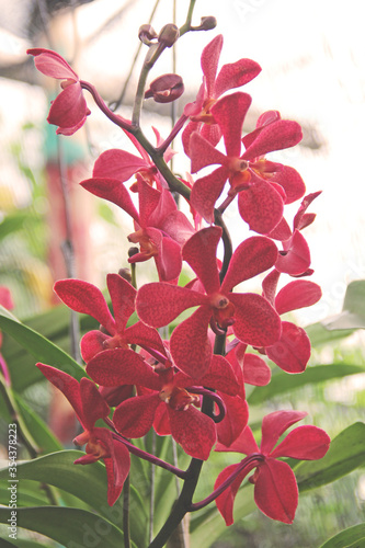Beautiful orchid blooming in a formal garden. 
