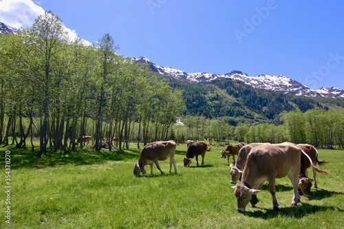 Cows with alps on the background, Switzerland, Campra, Ticino