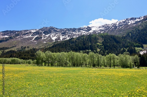 Alps view summer meadow with flowers and mountain view with snow, Switzerland, Campra, Ticino