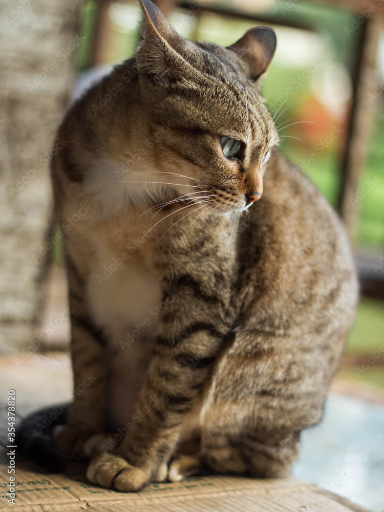 Thai brown cat sitting, looking around.