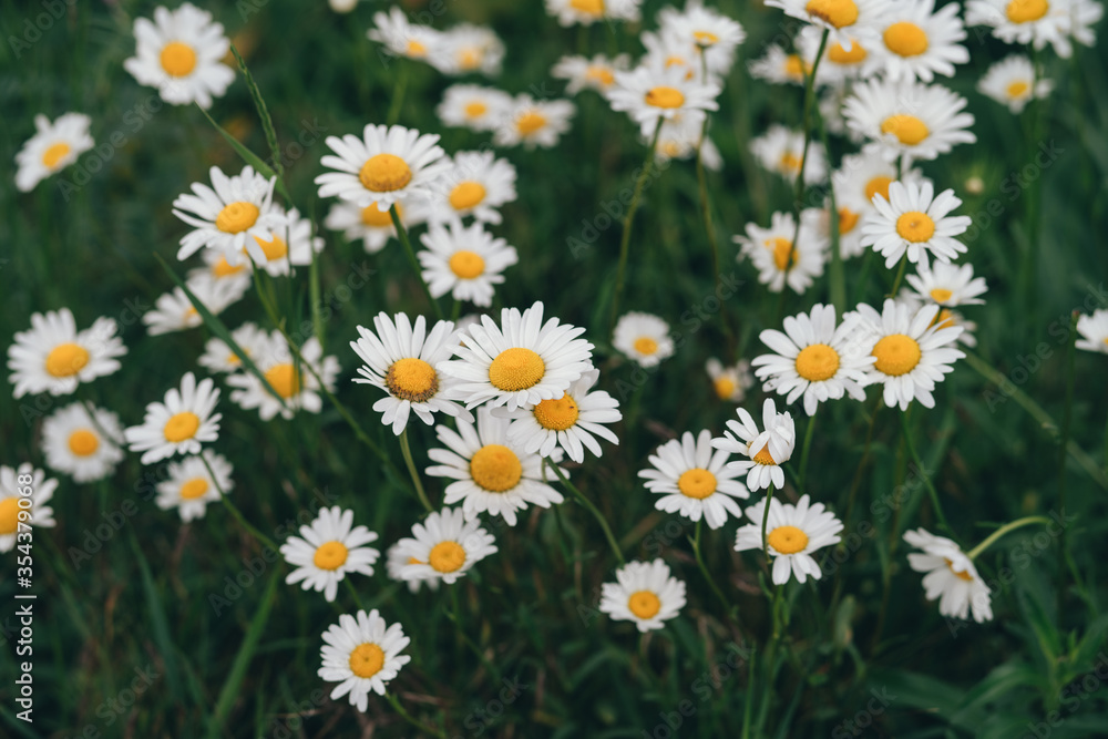 Fototapeta premium top view of a bunch of camomile flowers. High quality photo