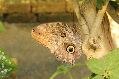  Forest Giant Owl Butterfly   or Owl Butterfly  in Innsbruck  Austria. Its scientific name is Caligo Eurilochus  native to Brazil and Amazon basin.  