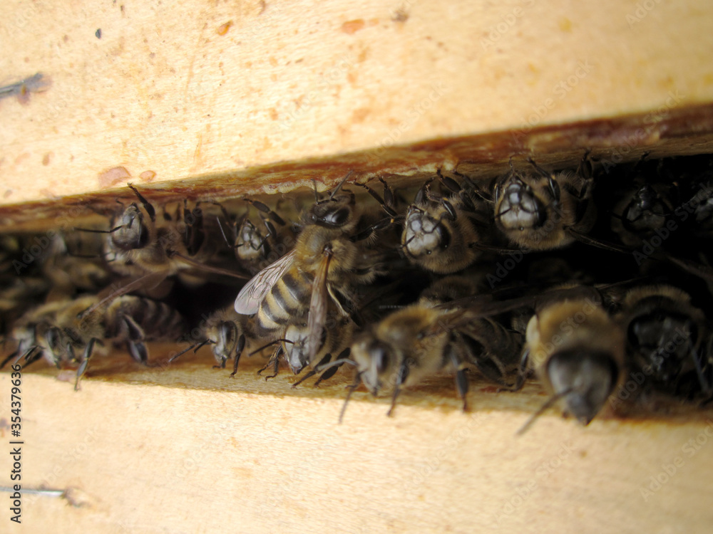 Obraz premium Winged bee slowly flies to beehive collect nectar on private apiary