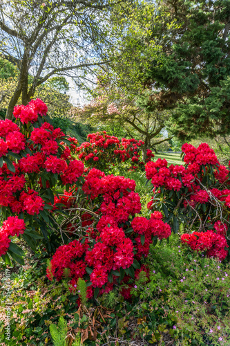 Fototapeta Naklejka Na Ścianę i Meble -  Red Spring Rhododendrons 2