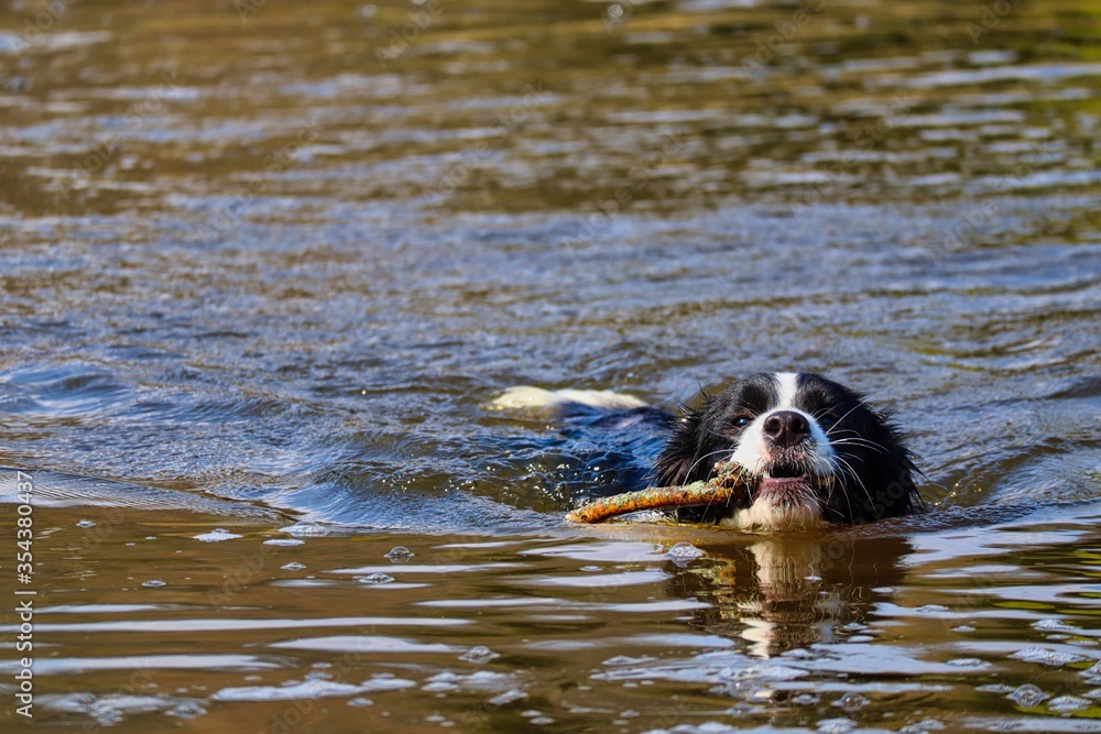 Border Collie Swimming in River With Stick in its Mouth. Black and White Dog Enjoying the Vltava River. Border Collie Swimming in River With Stick in its Mouth. Black and White Dog Enjoying the Vltava River.