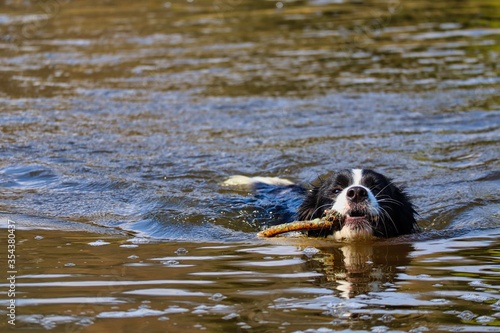 Border Collie Swimming in River With Stick in its Mouth. Black and White Dog Enjoying the Vltava River.