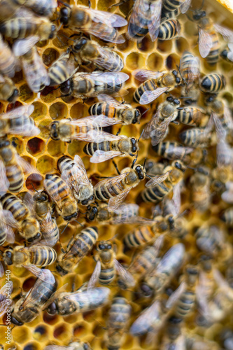 honey bees macro on honeycomb
