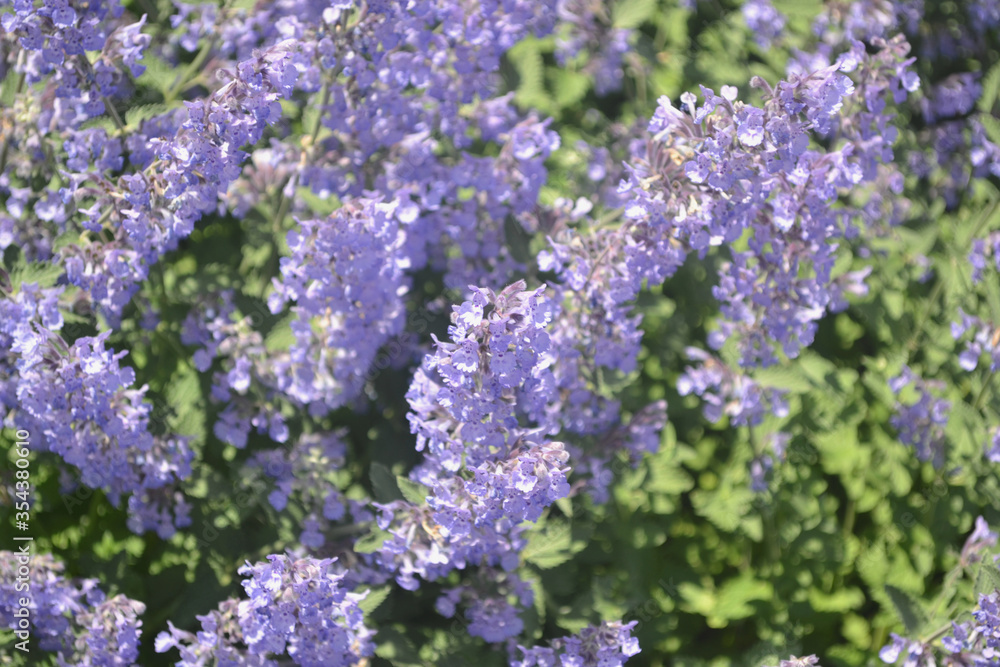 Lavender Flowers - Outdoors Summertime