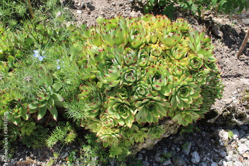 Échévéria, succulente en forme de petits choux