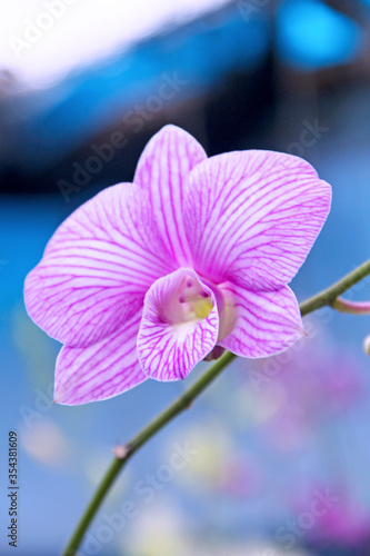 Beautiful orchid blooming in a formal garden. 