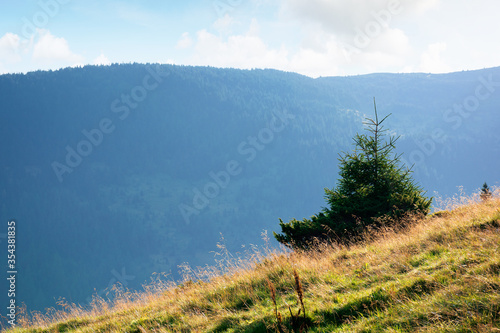 spruce trees on a grassy hill of Romanina mountains in soft morning light photo