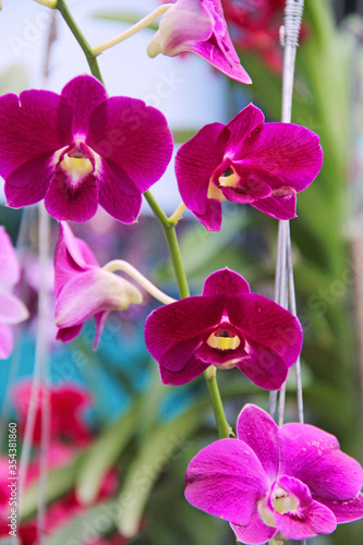 Beautiful orchid blooming in a formal garden. 