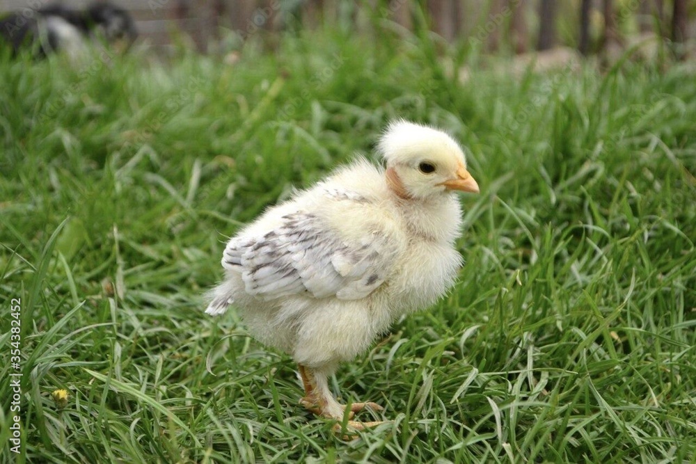 white chicken with a bare neck and gray wings in the grass.  yellow beak, black eye.  little rooster.
