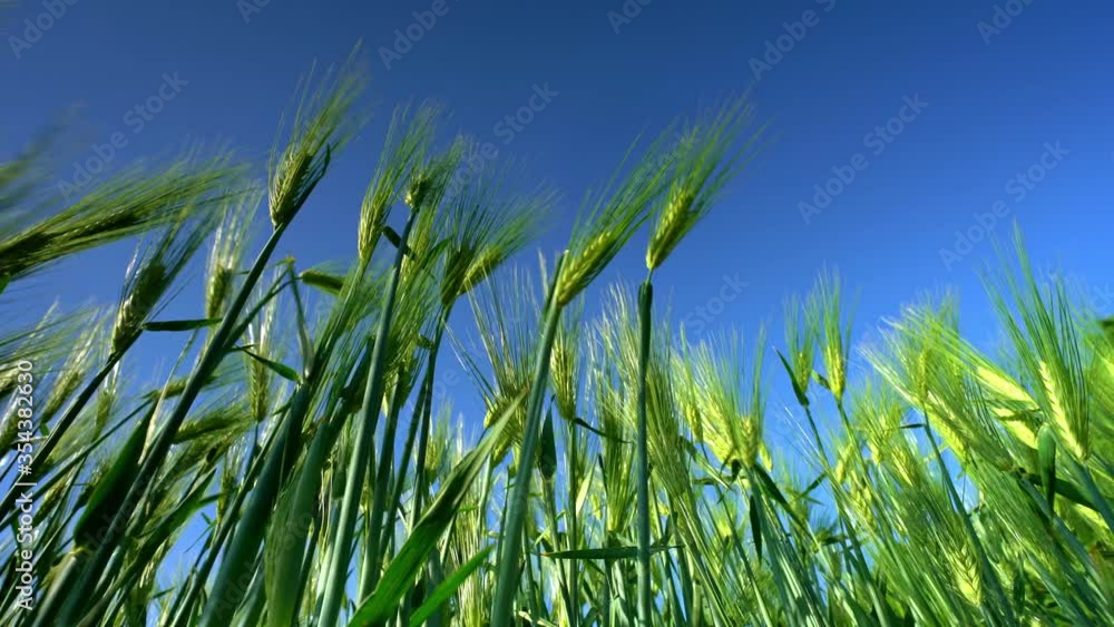 Aerial view of Ripening bearded barley on a bright summer day day. It is a member of the grass family, is a major cereal grain grown in temperate climates globally. Aerial view of Ripening bearded barley on a bright summer day day. It is a member of the grass family, is a major cereal grain grown in temperate climates globally.