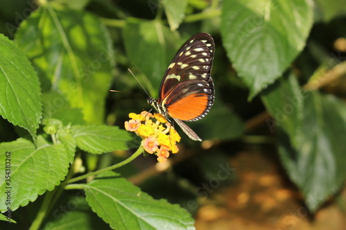 Sticker "Tiger Longwing" butterfly (or Hecale Longwing, Golden Longwing, Golden Heliconian) in Innsbruck, Austria
