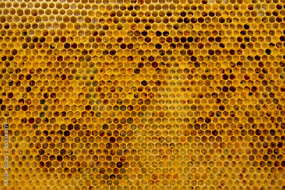 pollen in honeycombs close up pollen in honeycombs close up