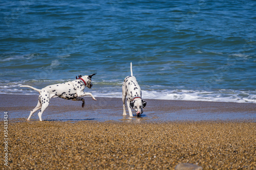 Two dogs Dalmatians in the waves beach. Vacation, holiday. Summer background. High quality photo