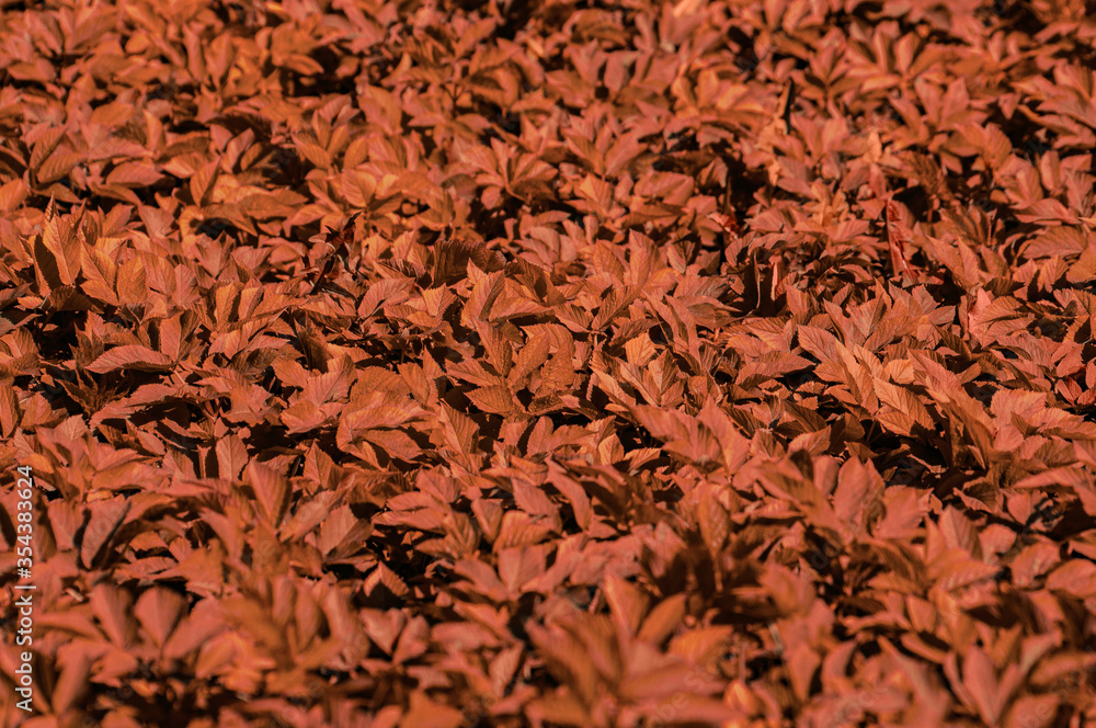 abstract background with red brown foliage. abstract background with red brown foliage.