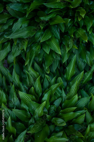 Green fresh leaves closeup in the natural environment