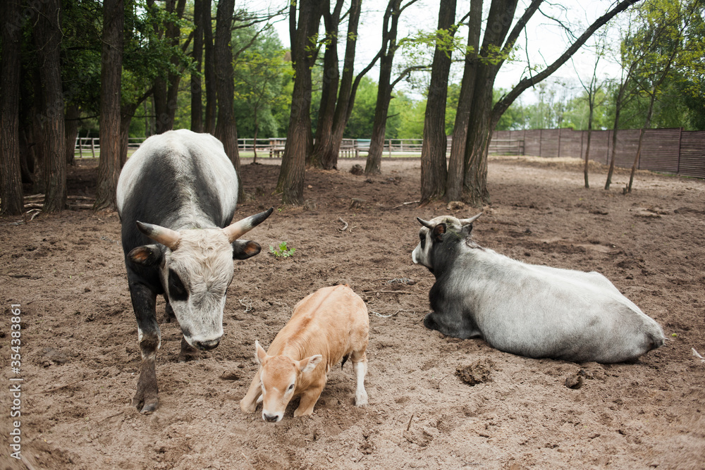 Obraz premium Cow farm with a calf and an old bull