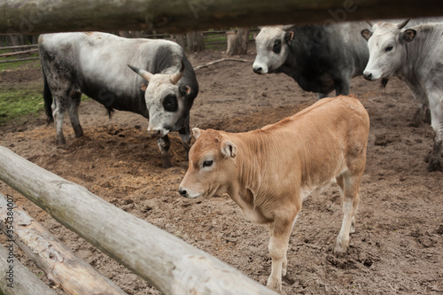 Cow farm with a calf and an old bull