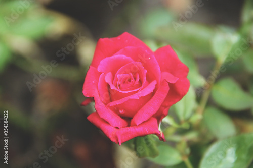 Red beautiful and vibrant color roses in a formal garden blooming beautifully. 