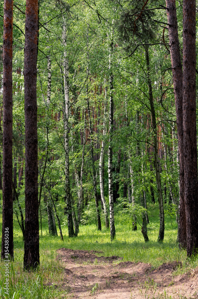Obraz premium Spring wild forest after rain