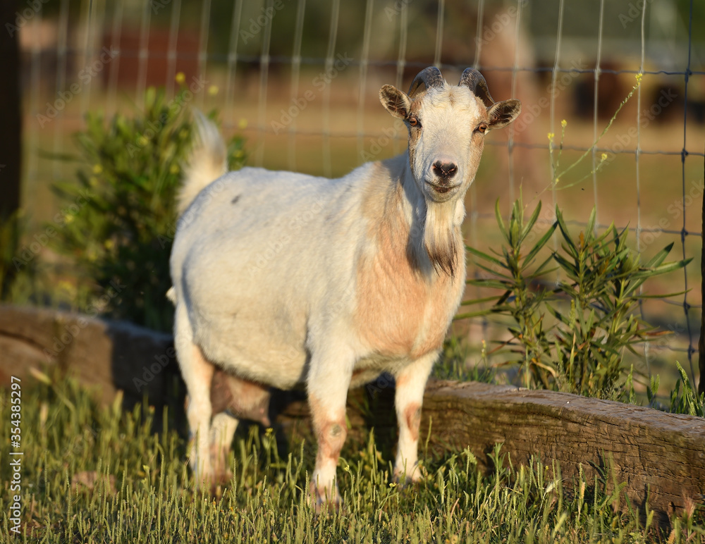 Obraz premium cabra española