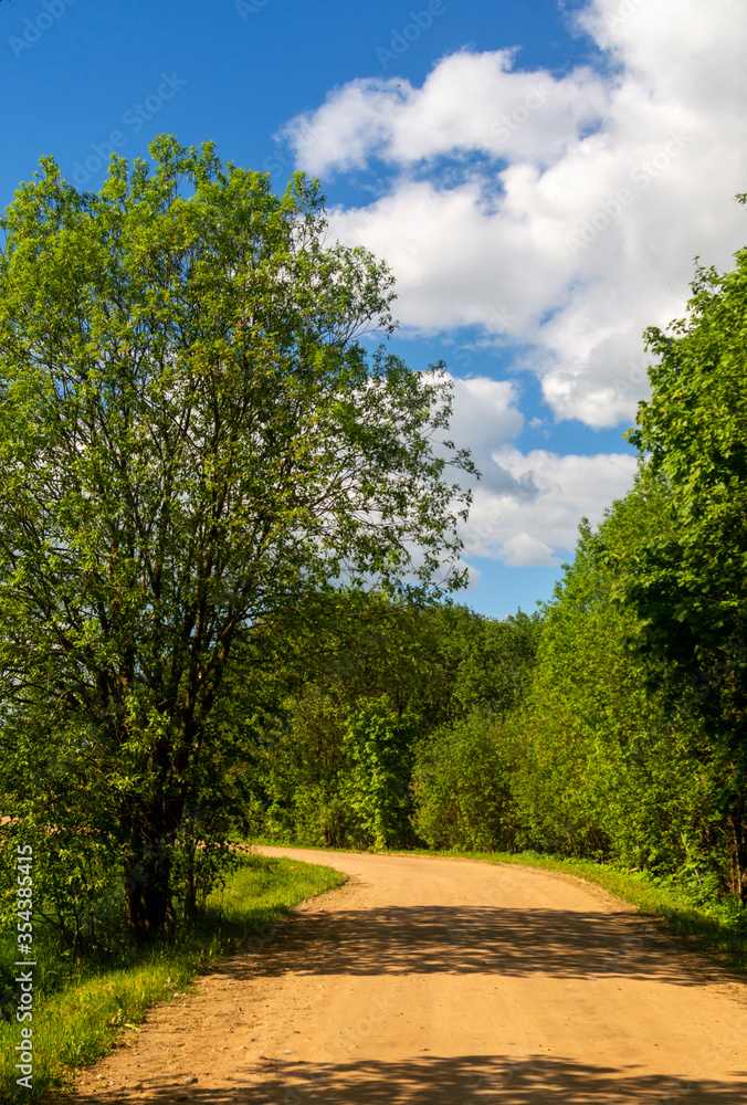 beautiful forest road in the forest of Belarus. beautiful forest road in the forest of Belarus.