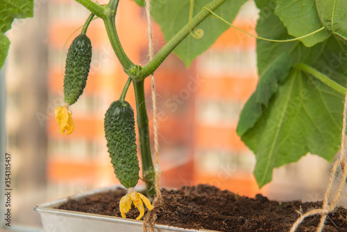 Cucumber plant with young fruits and yellow flowers in front of high-rise building. Home vegetable gardening with city landscape on the background.