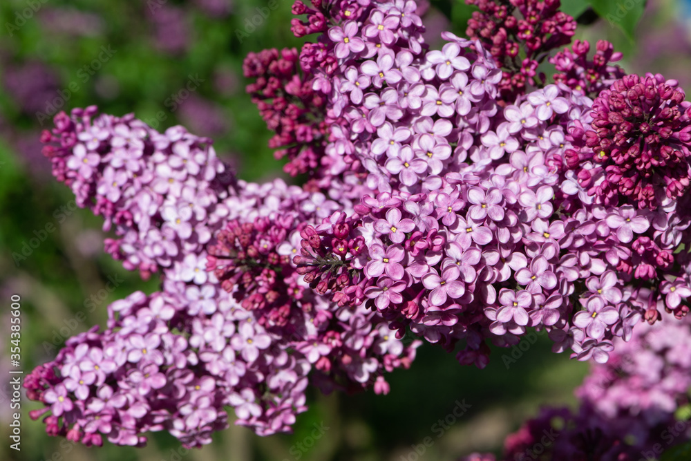 Obraz premium Purple lilac variety “Geant des Batailles