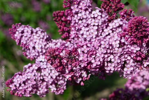 Purple lilac variety “Geant des Batailles" flowering in a garden. Latin name: Syringa Vulgaris..