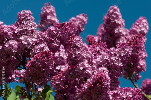 Pink lilac variety “Vilhelm Robinson" flowering in a garden. Latin name: Syringa Vulgaris..