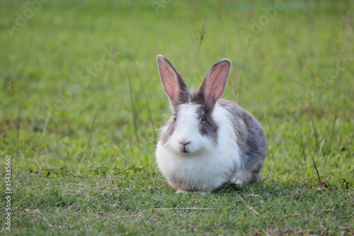rabbit on green grass. Home decorative rabbit outdoors.