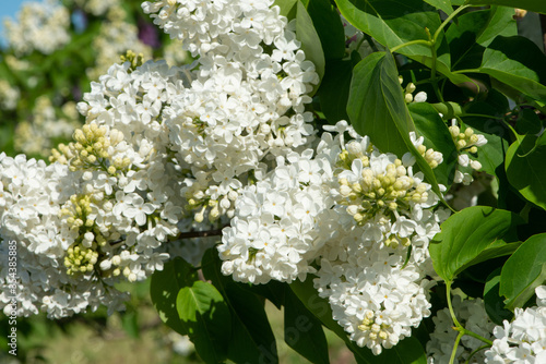White lilac variety “Konigin Luise