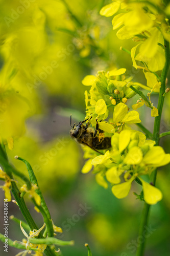 flowering rapeseed with bee in spring close up